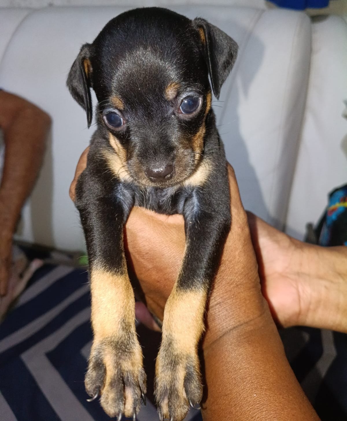 Vendo Cachorro Pinscher  - Foto 1