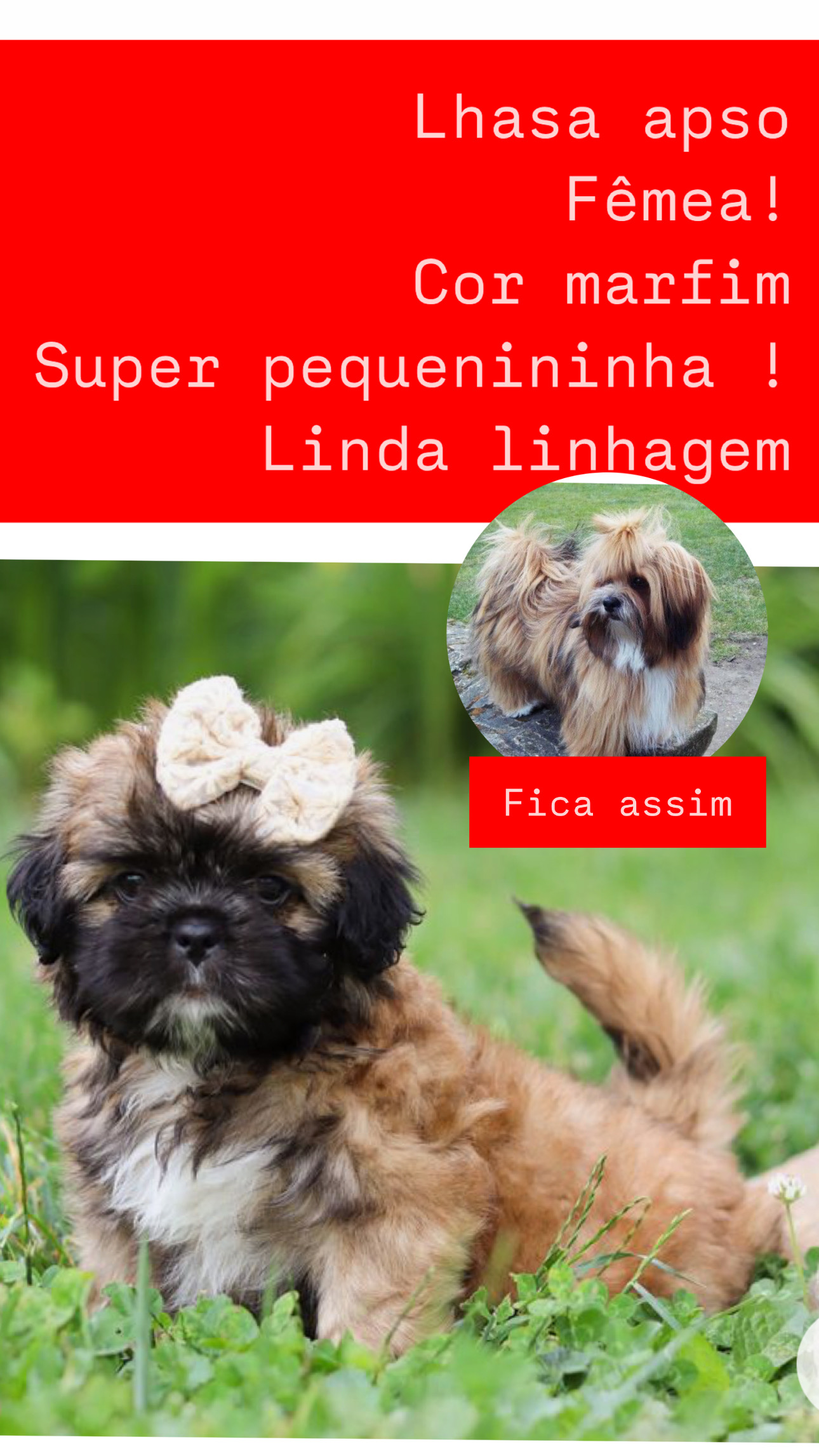 Vendo lhasa apso bem pequena - Foto 1