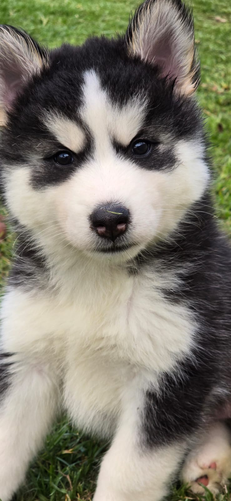 Husky Siberiano - Foto 1