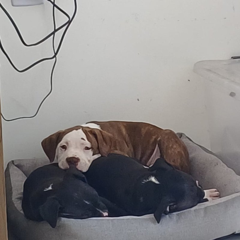 Lindos filhotes de Pitbull - Foto 2