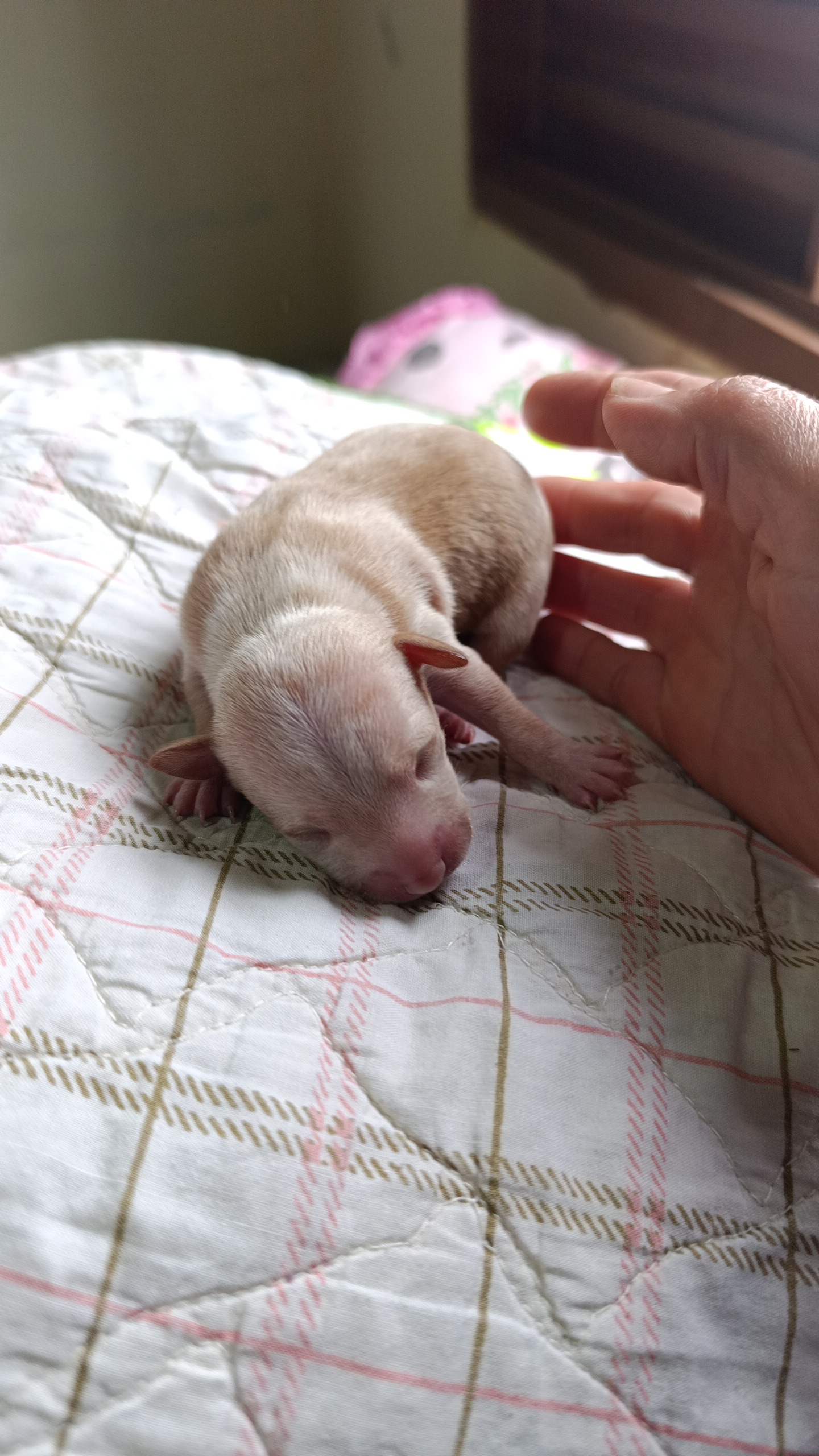 Pinscher - Foto 1