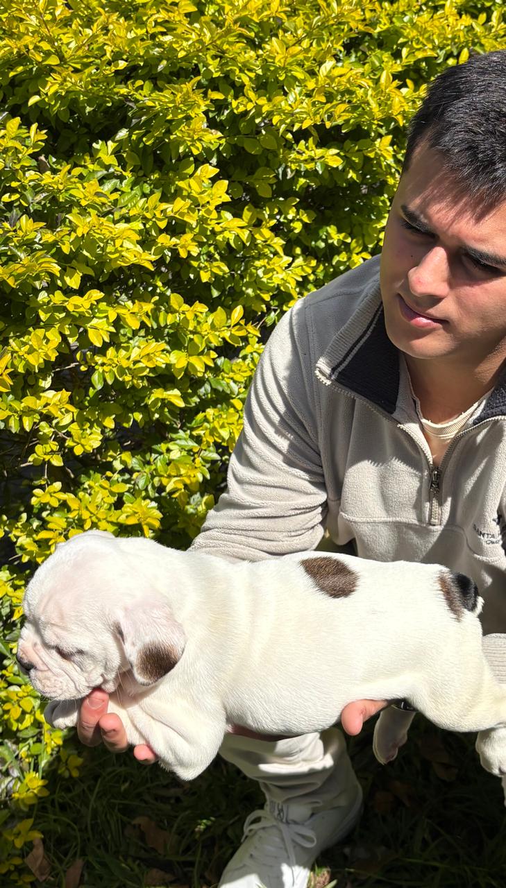 Buldogue campeiro - Foto 3
