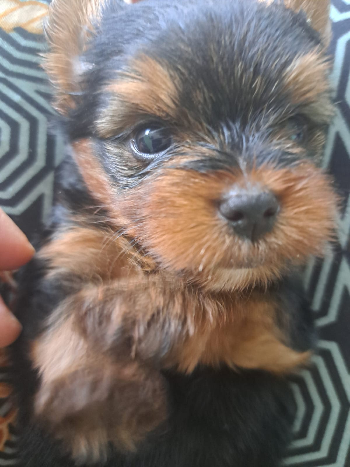 Yorkshire Terrier - Foto 1