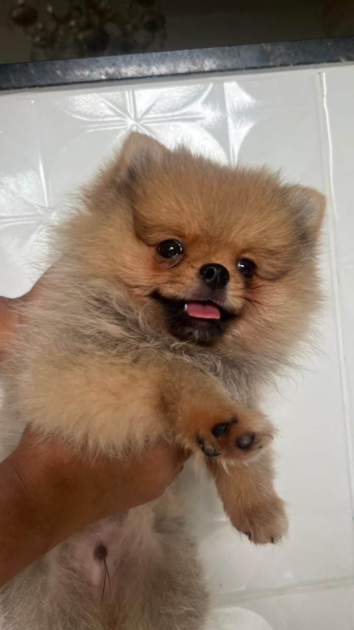 Vendo um cachorro Spitz alemão macho - Foto 1