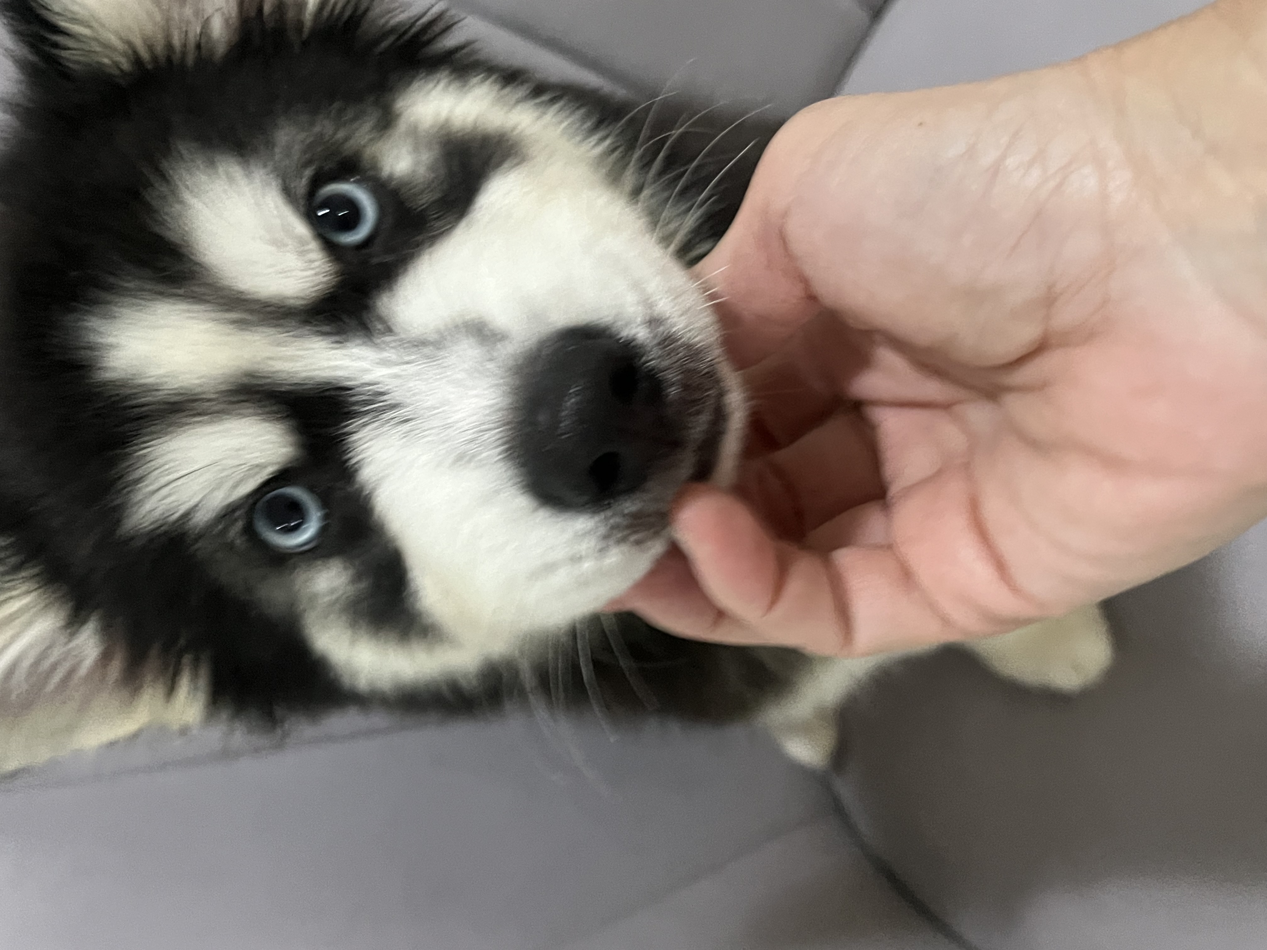 Husky Siberiano - Foto 2