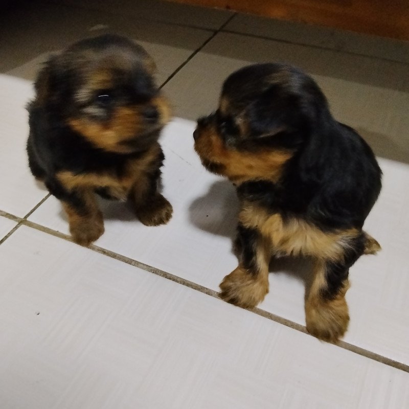 Lindos filhotes - Foto 4