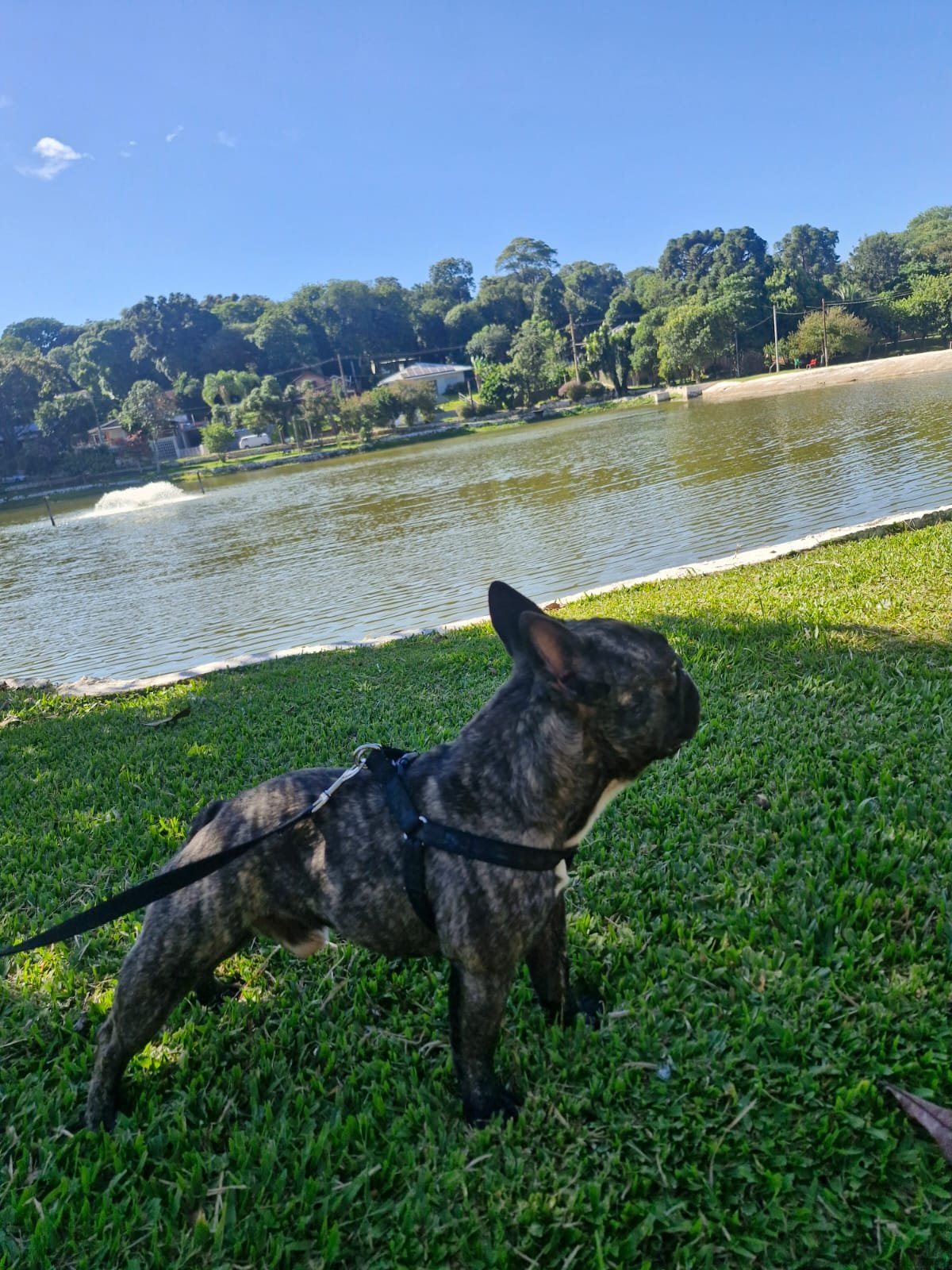 filhotes puros Buldogue Frânces - Foto 5