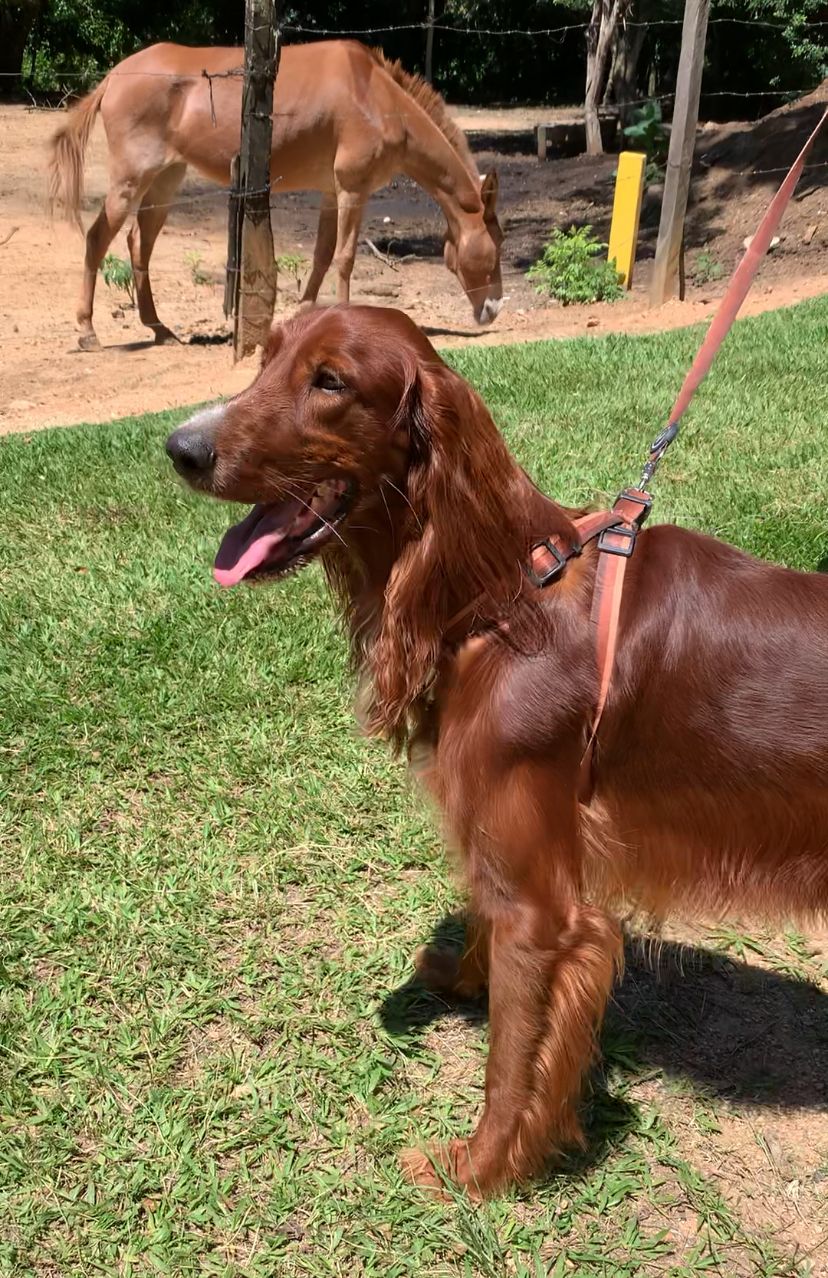 Setter Irlandês para Cobertura – Macho com Pedigree - Foto 4