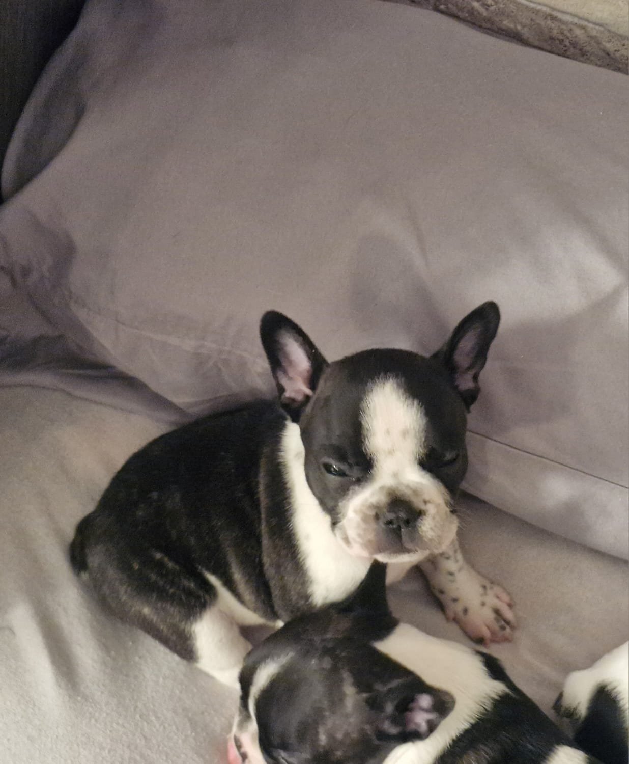 filhotes puros Buldogue Frânces - Foto 1