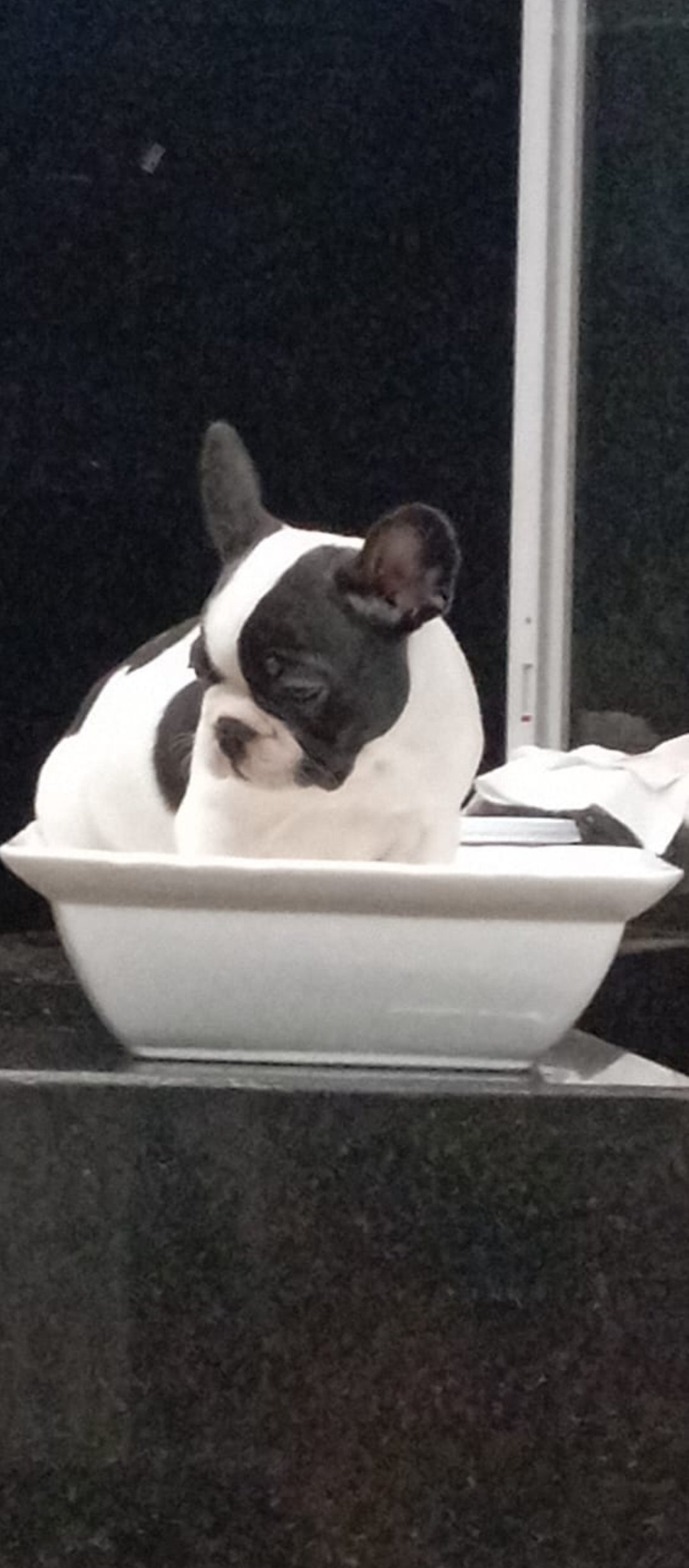 Lindo filhote de Buldogue Francês Macho 2 meses - Foto 3