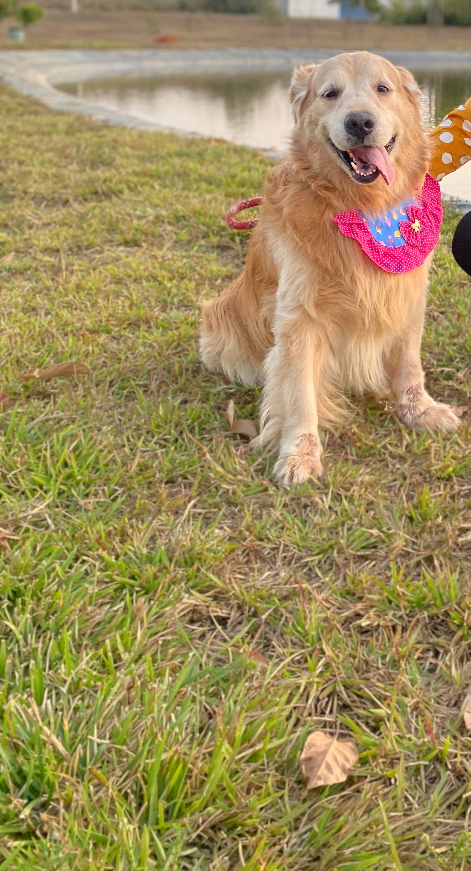 Golden retriever - Foto 2