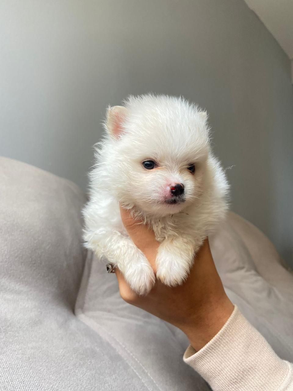 Spitz Alemão - Foto 1