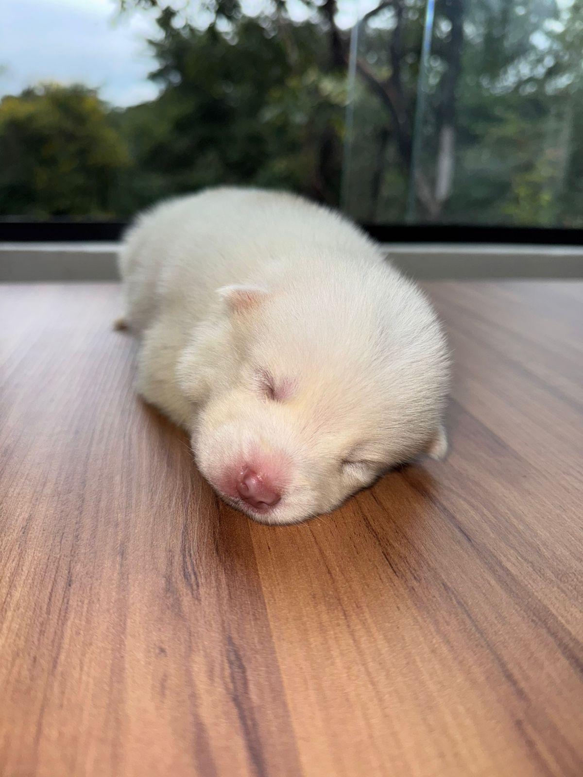 Husky Siberiano - Foto 2