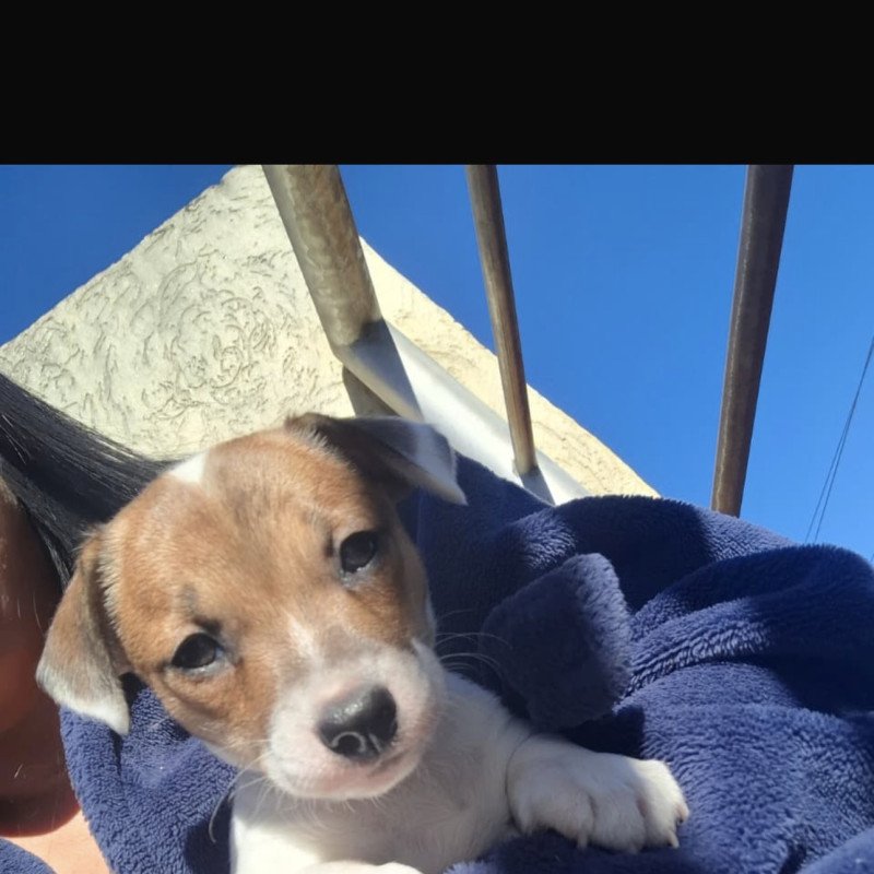FILHOTE DE JACK RUSSELL TERRIER FÊMEA CBKC | LINHAGEM DOM DELIUS | ALTO PADRÃO - Foto 2