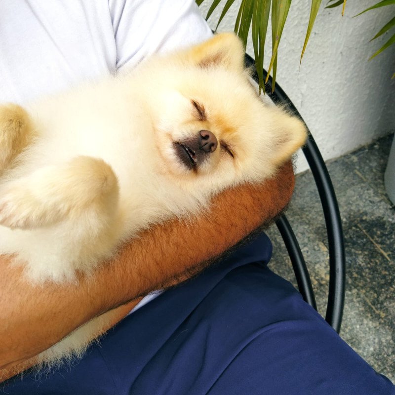 Lindos cães adultos das raças Spitz Alemão, Yorkshire e Shih Tzu - Foto 5