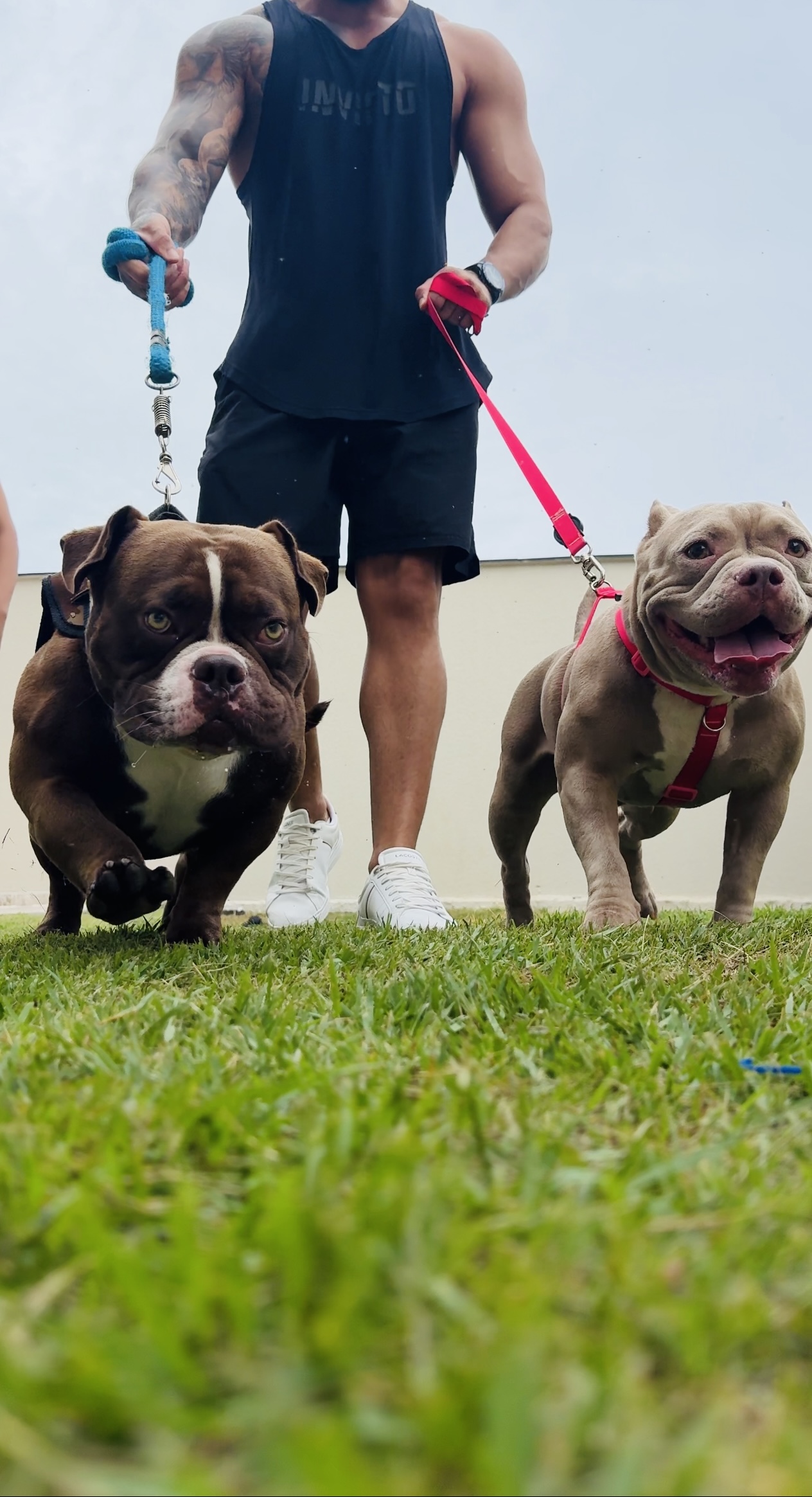 American bully Micro - Foto 5