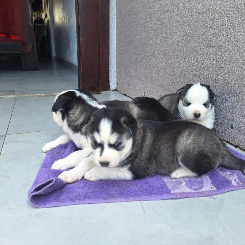Lindos filhotes de Husky Siberiano - Foto 2