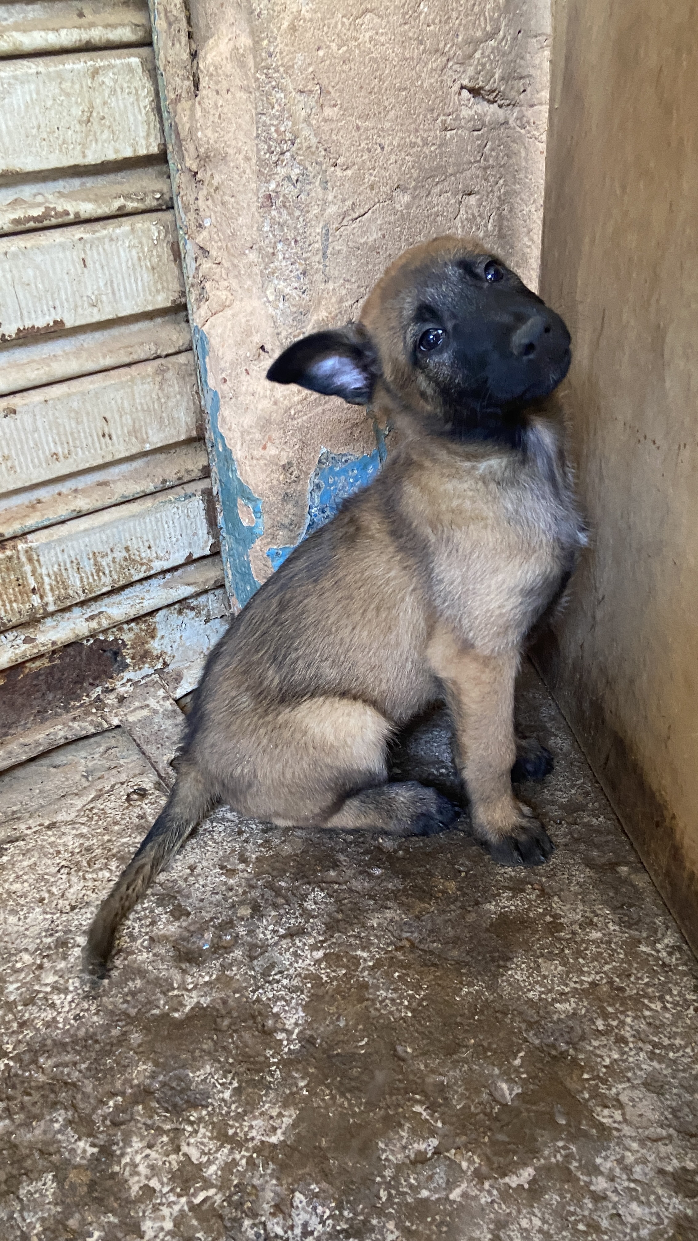Pastor Belga Malinois - Foto 1