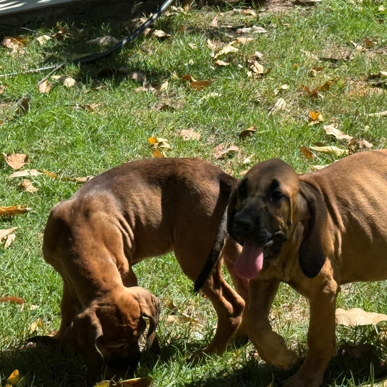 Fila Brasileiro - Foto 2