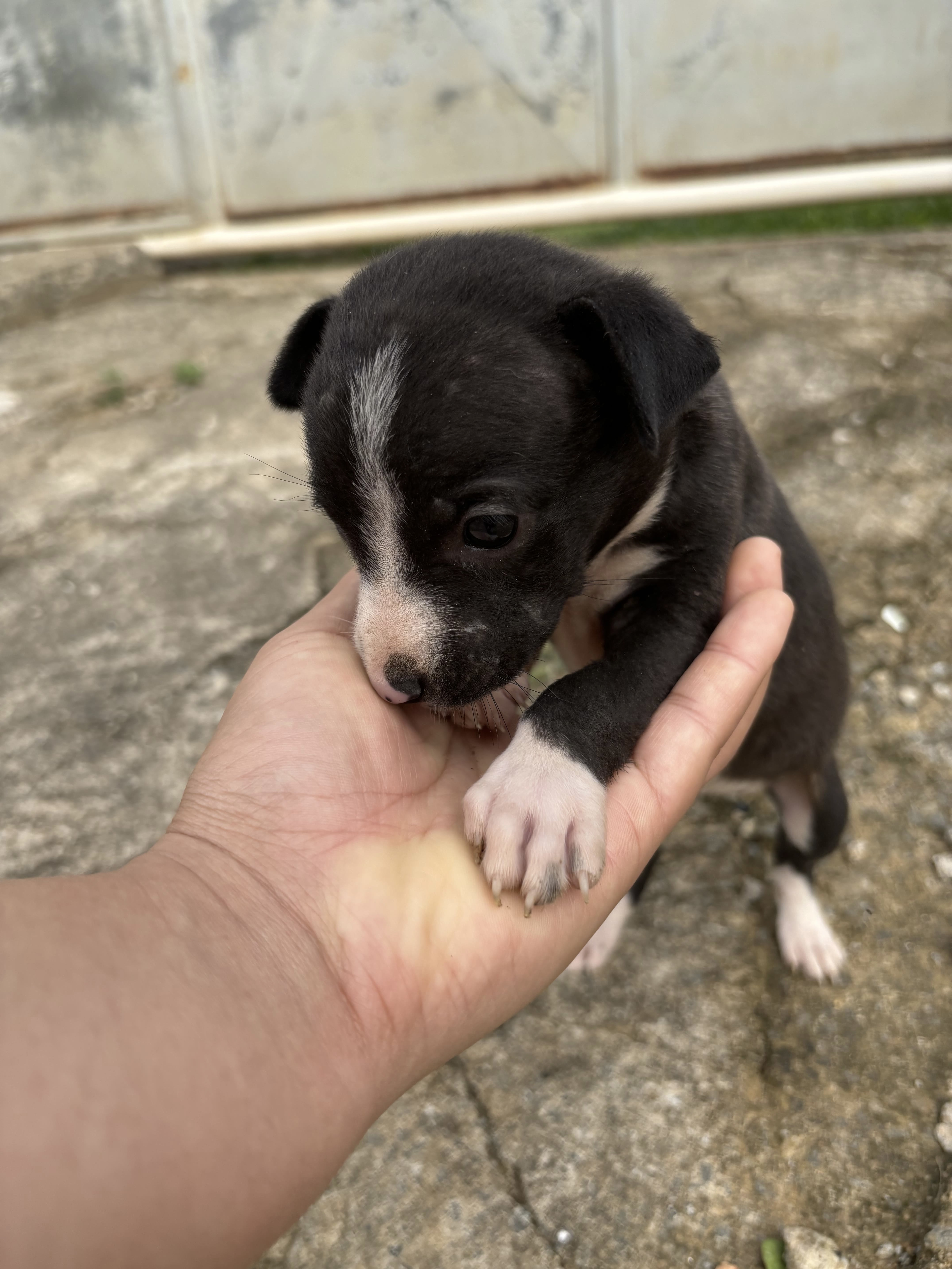 ADOÇÃO RESPONSÁVEL  - Foto 3