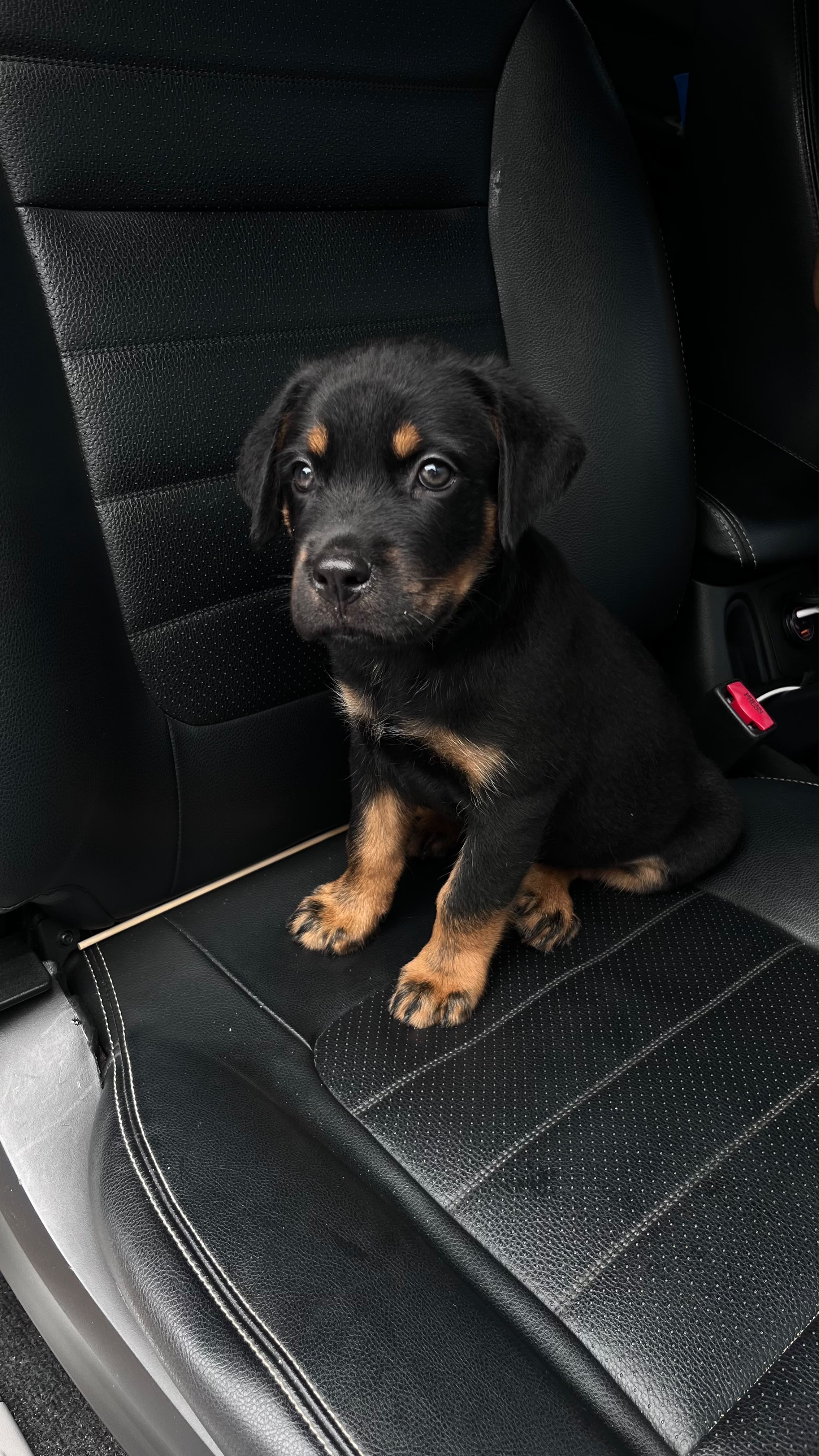 Vendo filhote de rottweiler - Foto 4