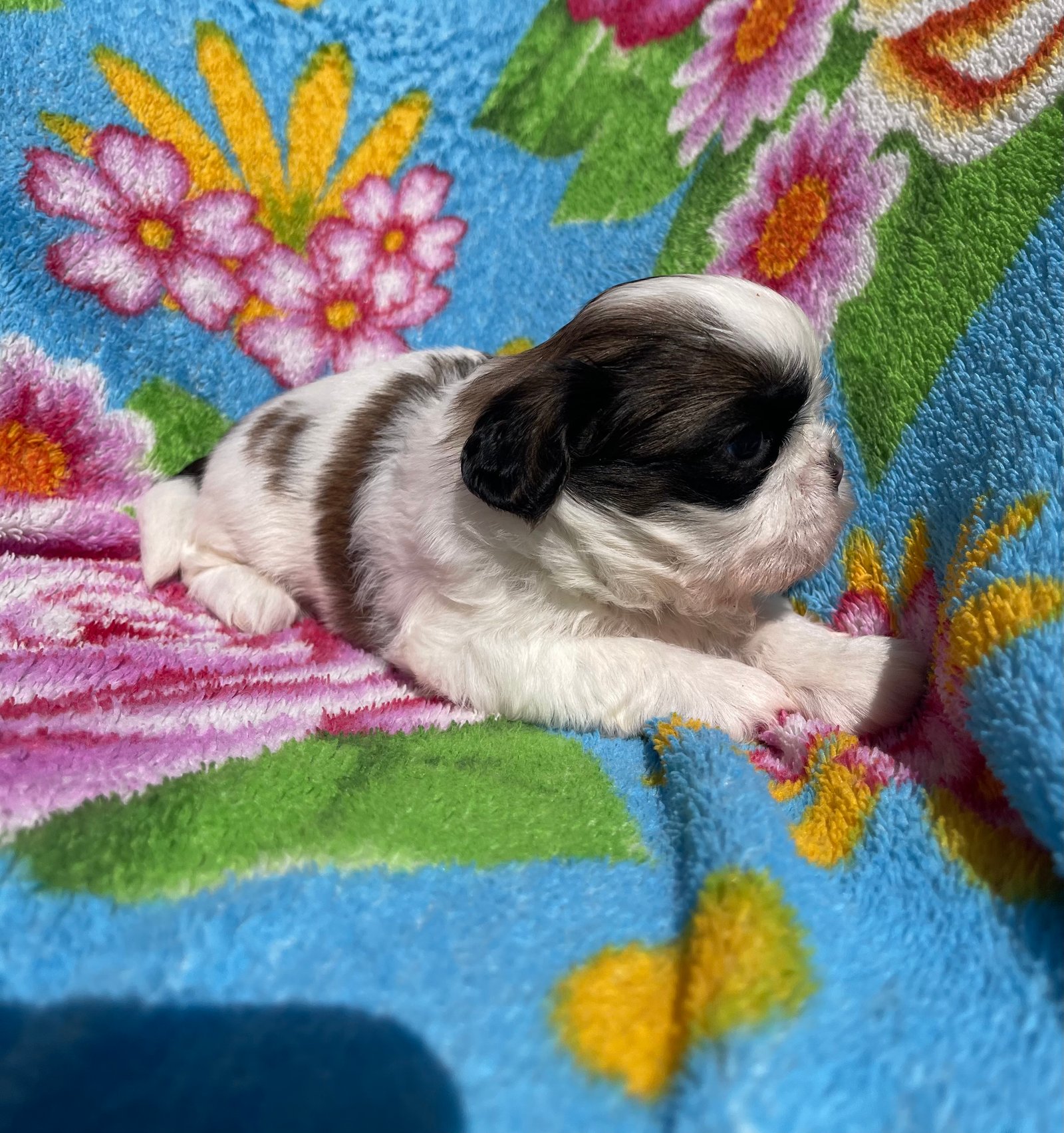 Filhote Shihtzu - Foto 2