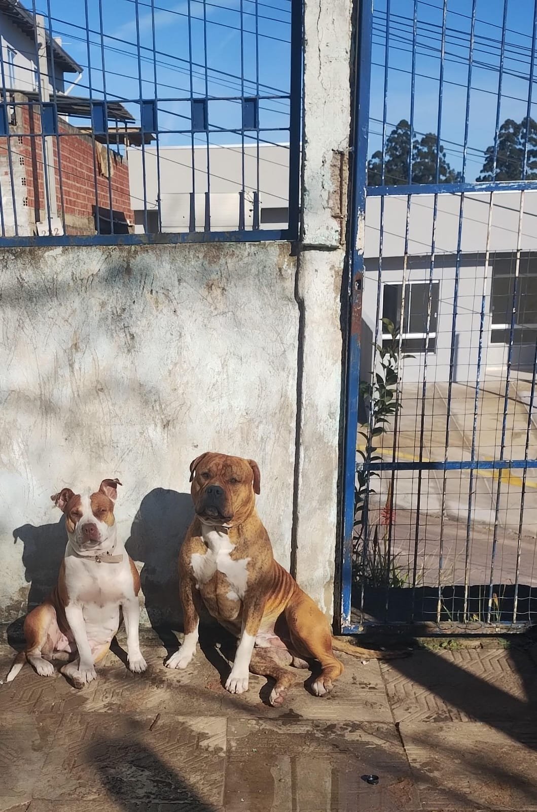 PRA IR RÁPIDO Lindos Filhotes Pit Monster desverminados já - Foto 5