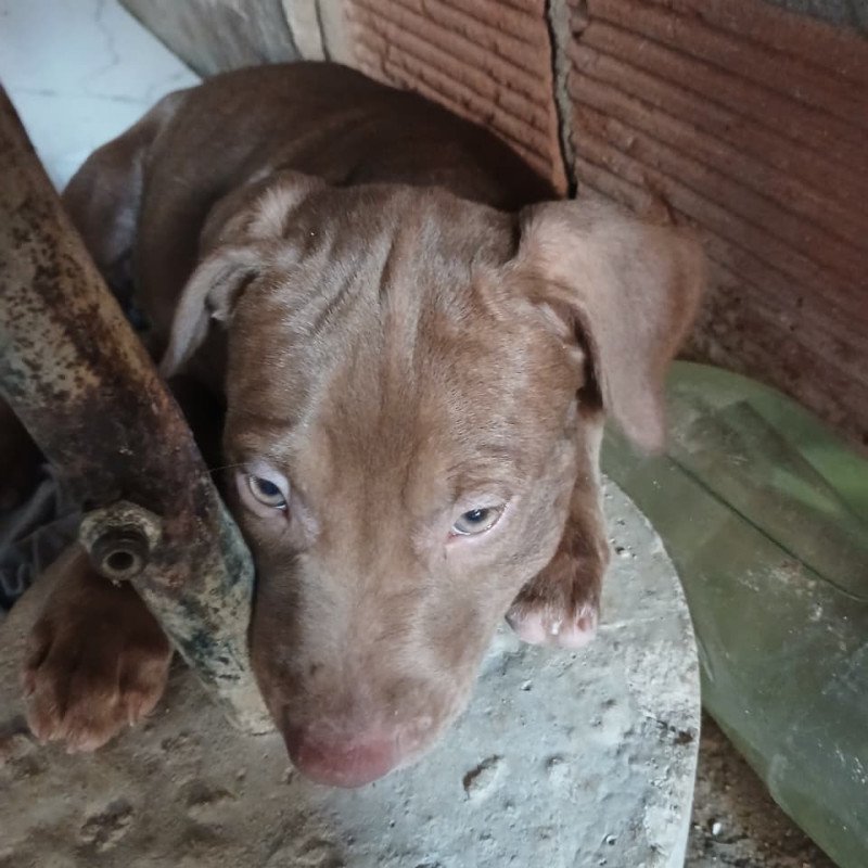Vendo Pitbull - Foto 2