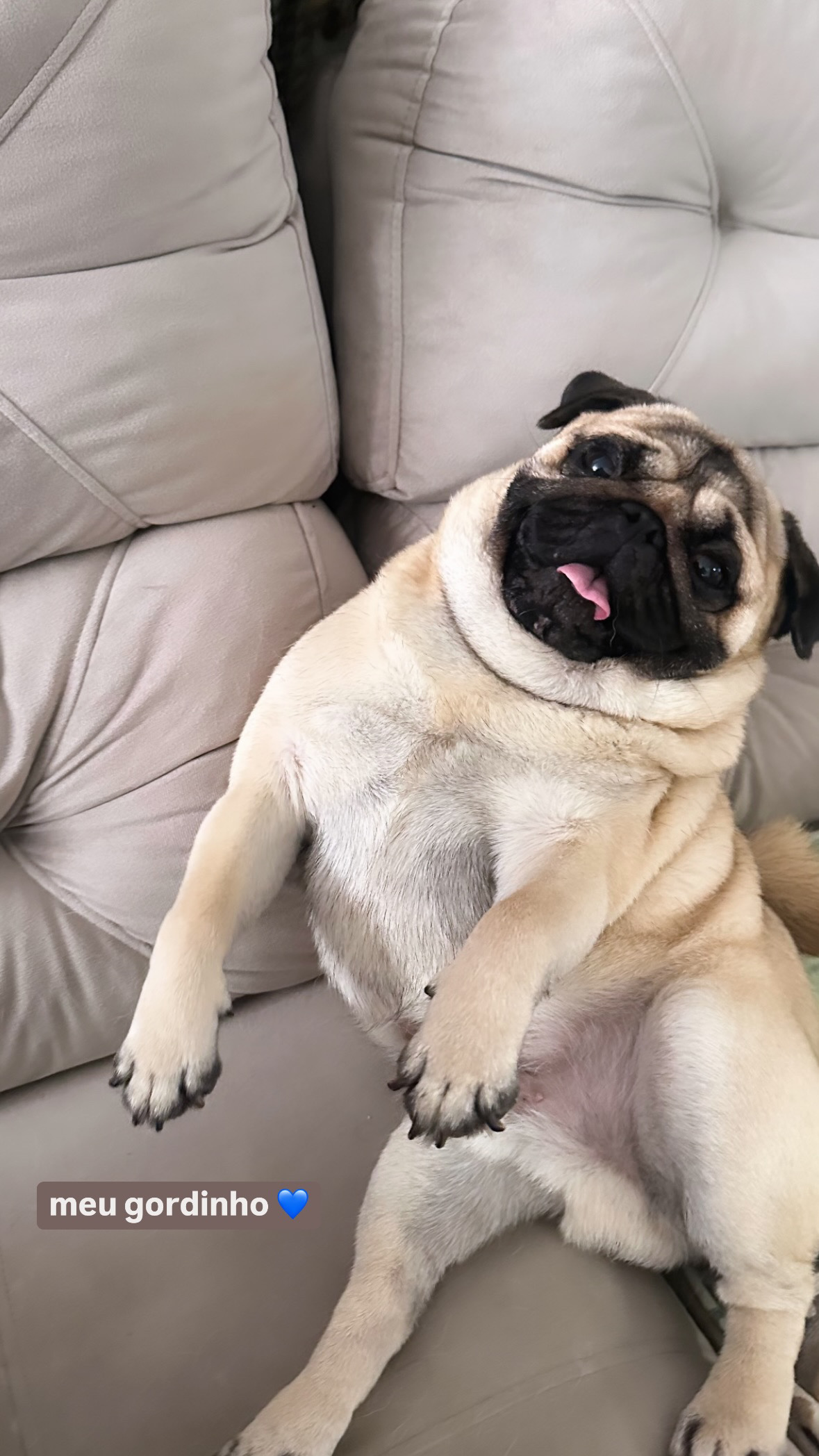 Pug com pedigree 2 anos Cobro de 500 a 600, podemos negociar valor qualquer coisa. - Foto 1
