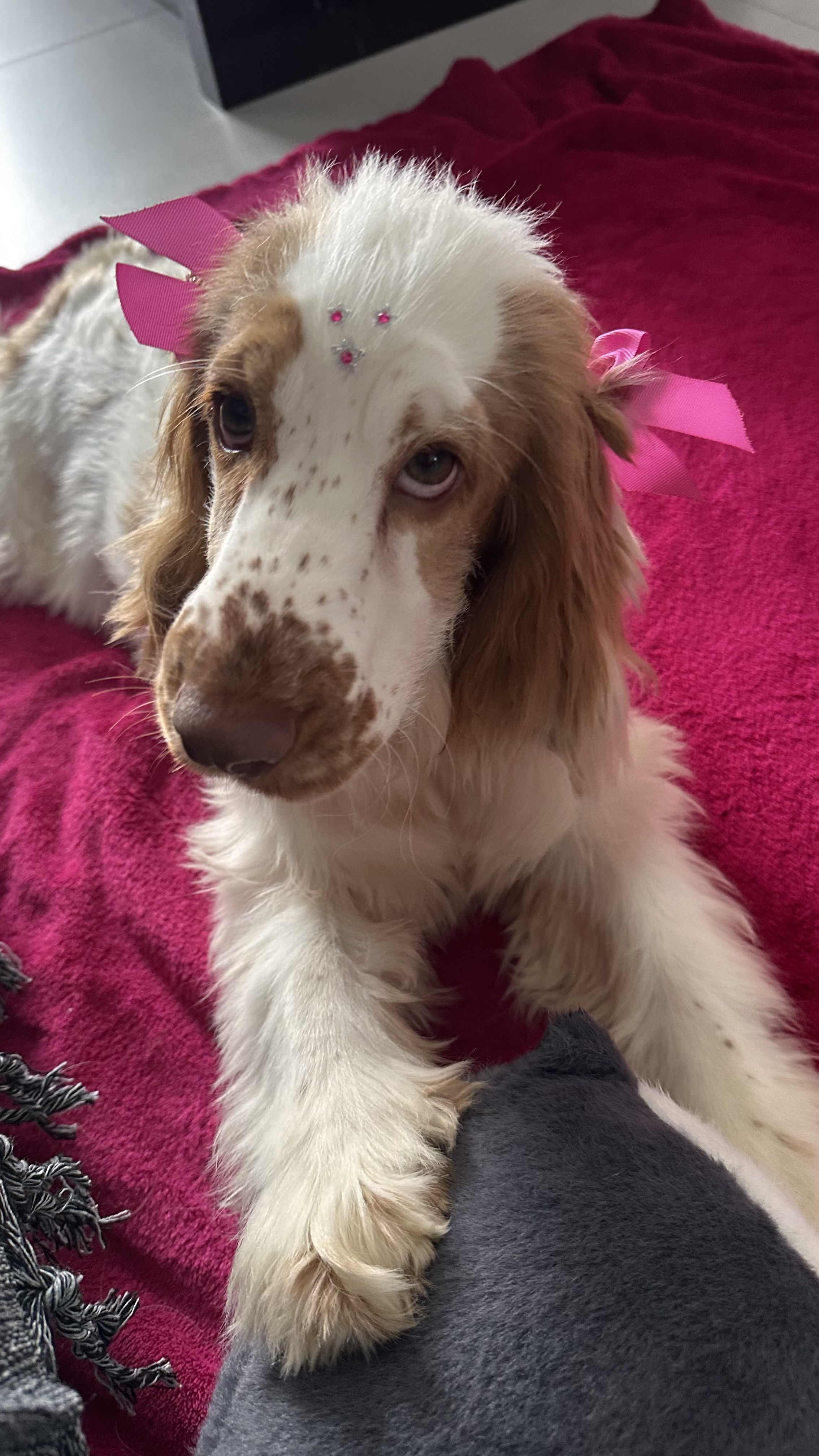 Cocker Spaniel Inglês - Foto 3