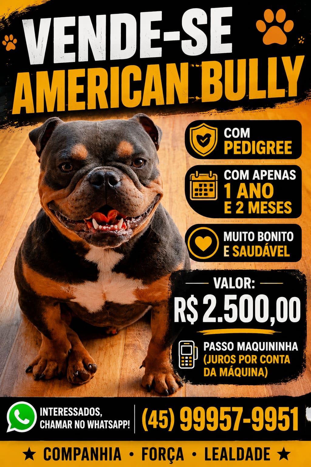American bully - Foto 1