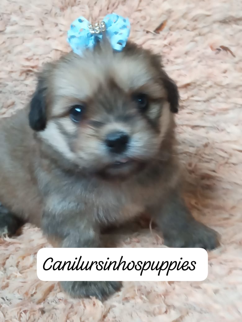 Lhasa Apso - Foto 3