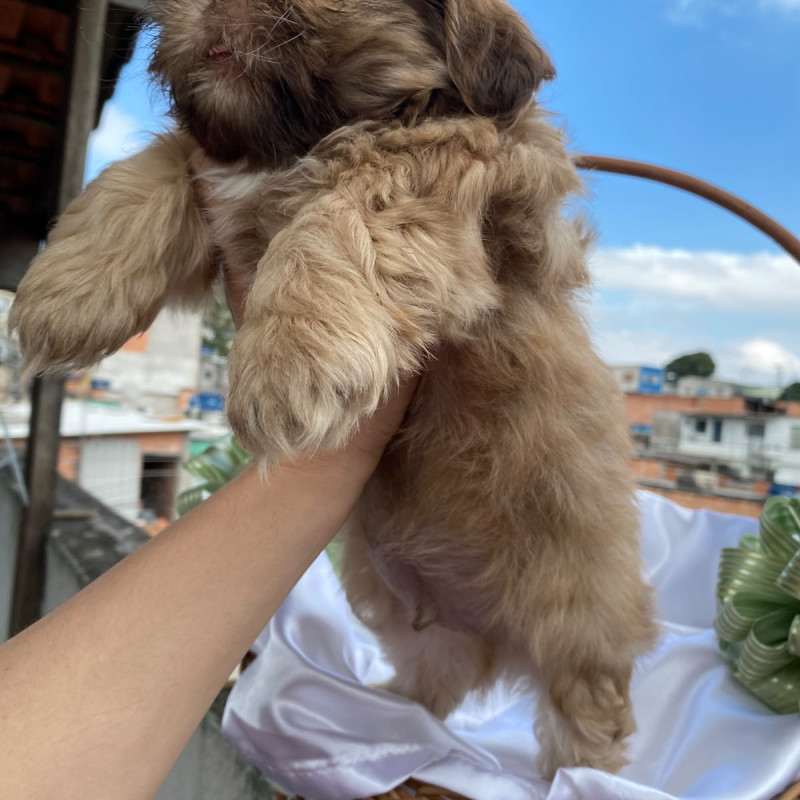 Lindos Filhotes de ShihTzu - Foto 3