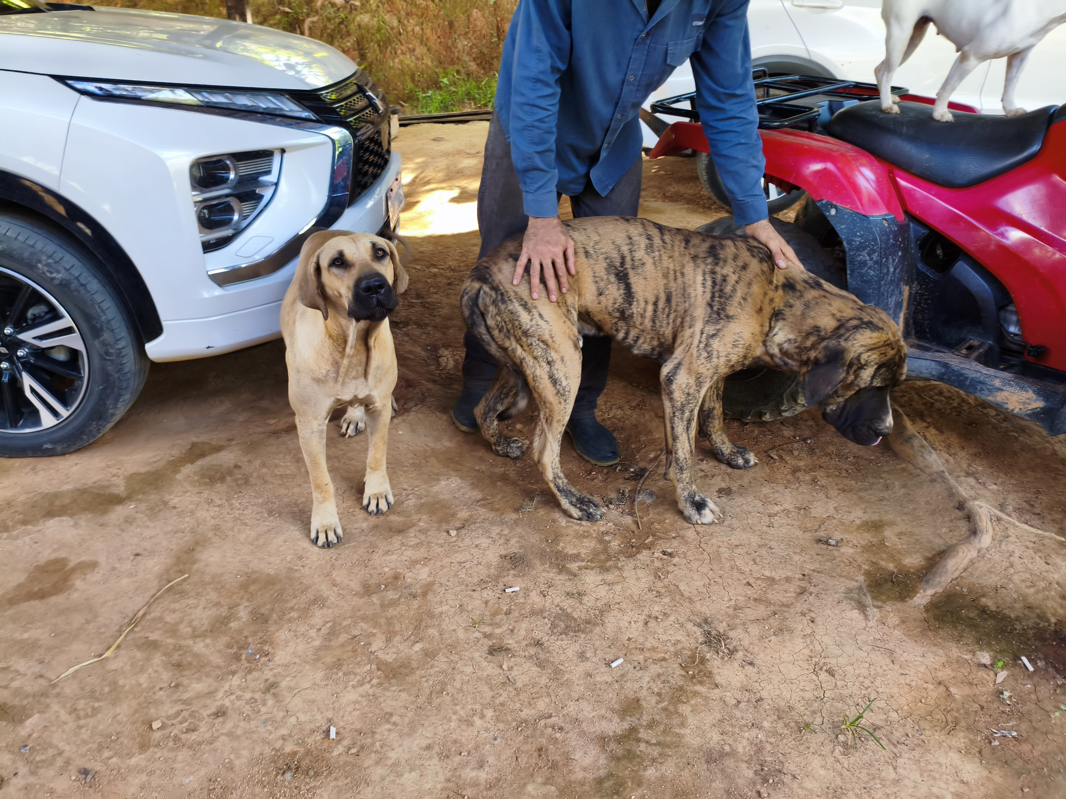 Fila Brasileiro - Foto 2