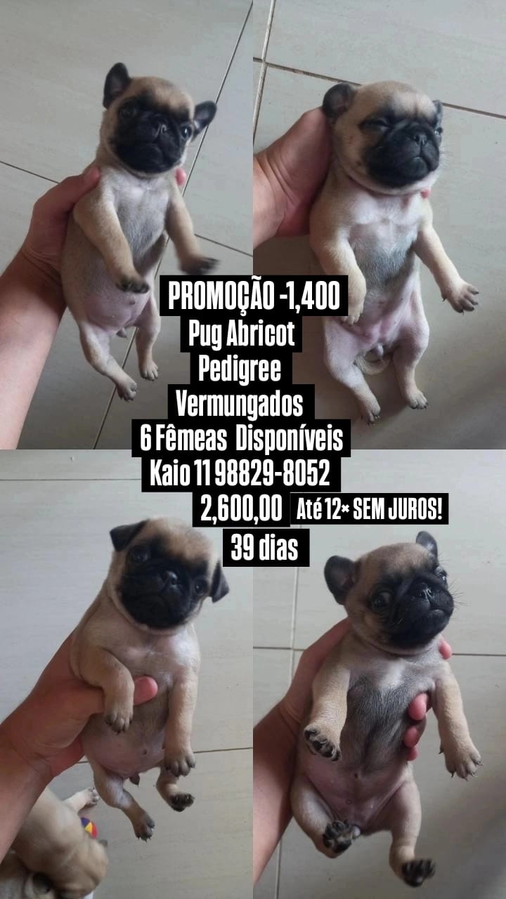 Pug - Foto 1