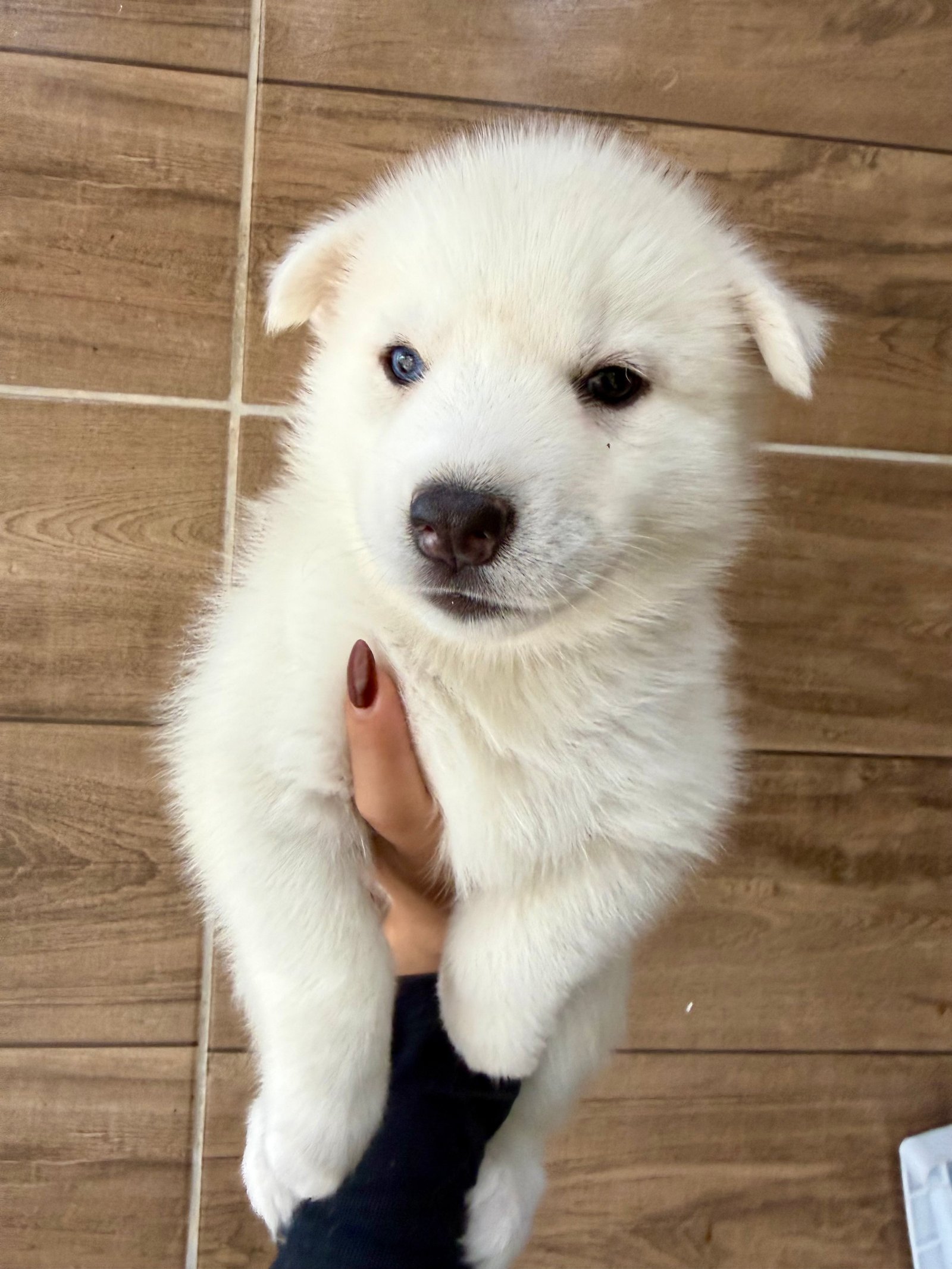 Filhotes de Husky Siberiano – Lindos, saudáveis e prontos para um novo lar! - Foto 2