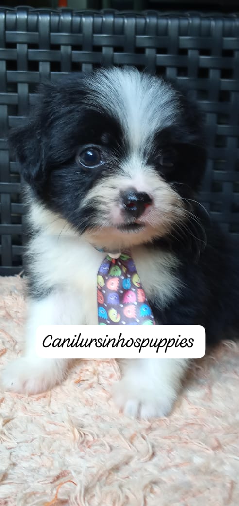 Lhasa Apso - Foto 2
