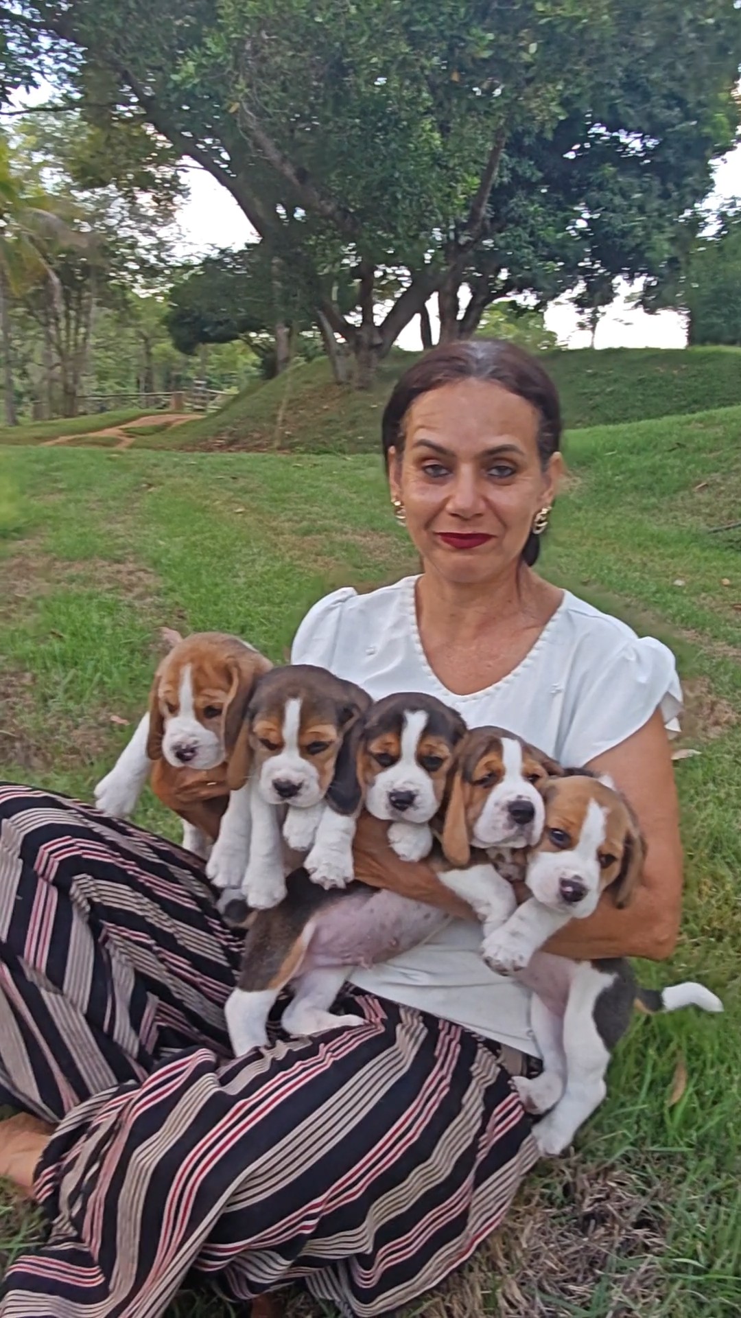 Beagle - Foto 2