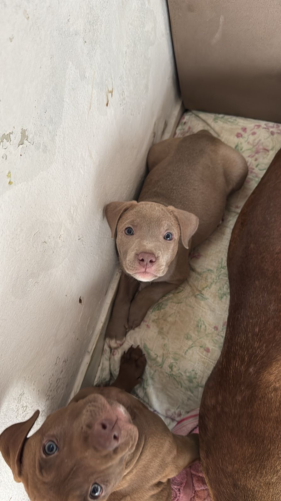 Filhote fêmea de Pitbull com pitmoster olhos e pele claras e com duas vacinas e já vermifugado - Foto 1