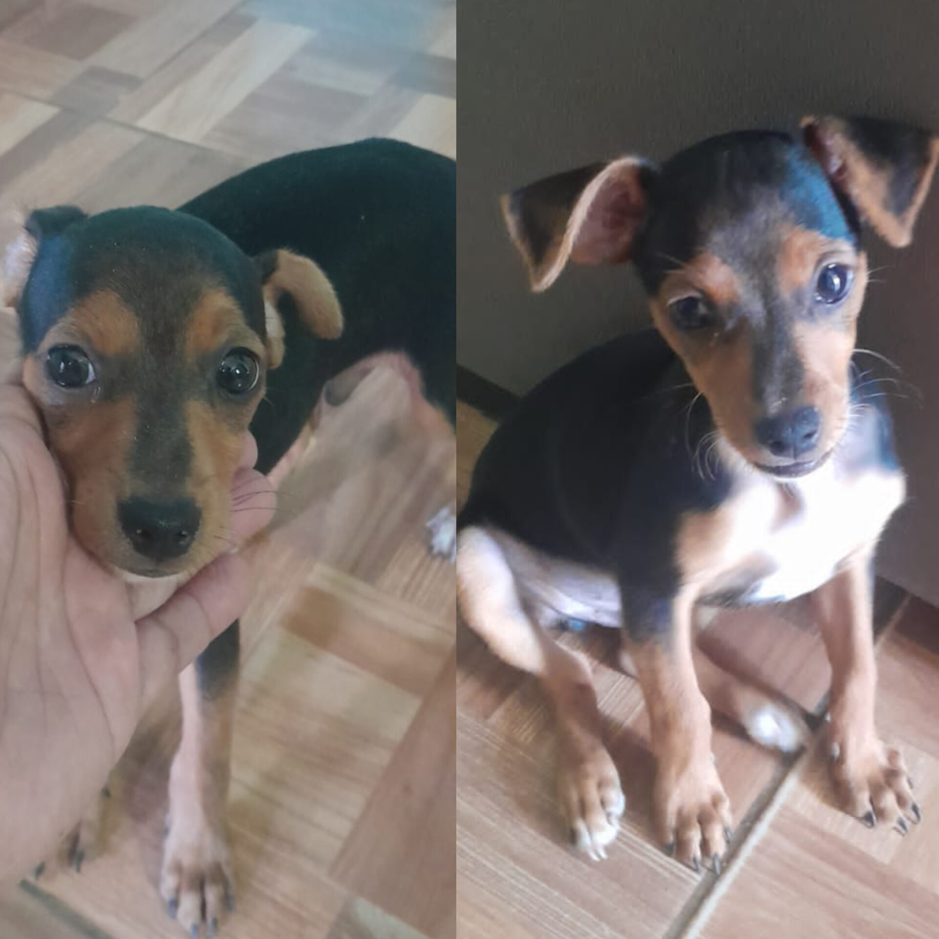 CACHORRO PINSCHER MACHO TAMANHO 2 - Foto 1