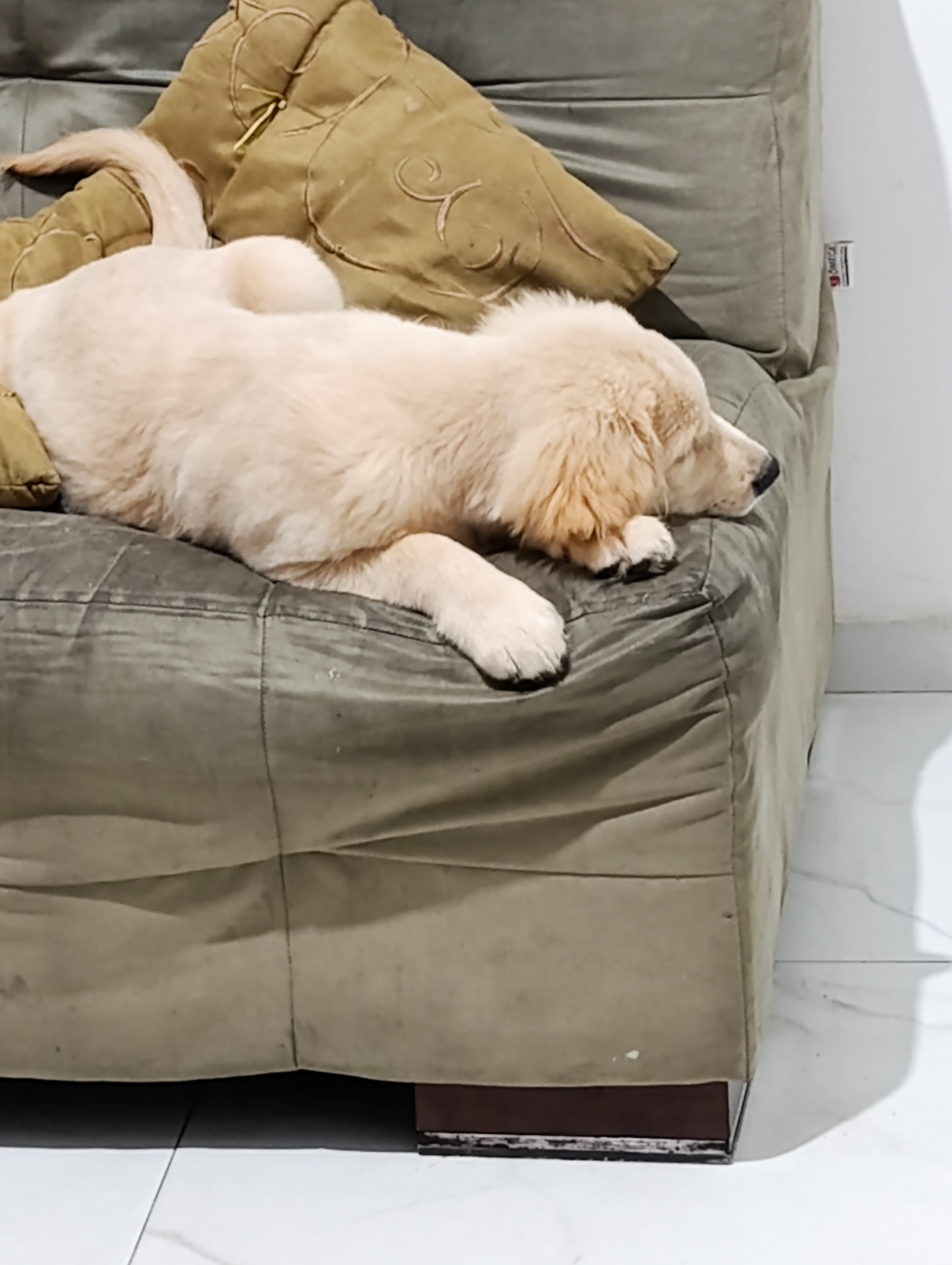 Golden Retriever - Foto 1