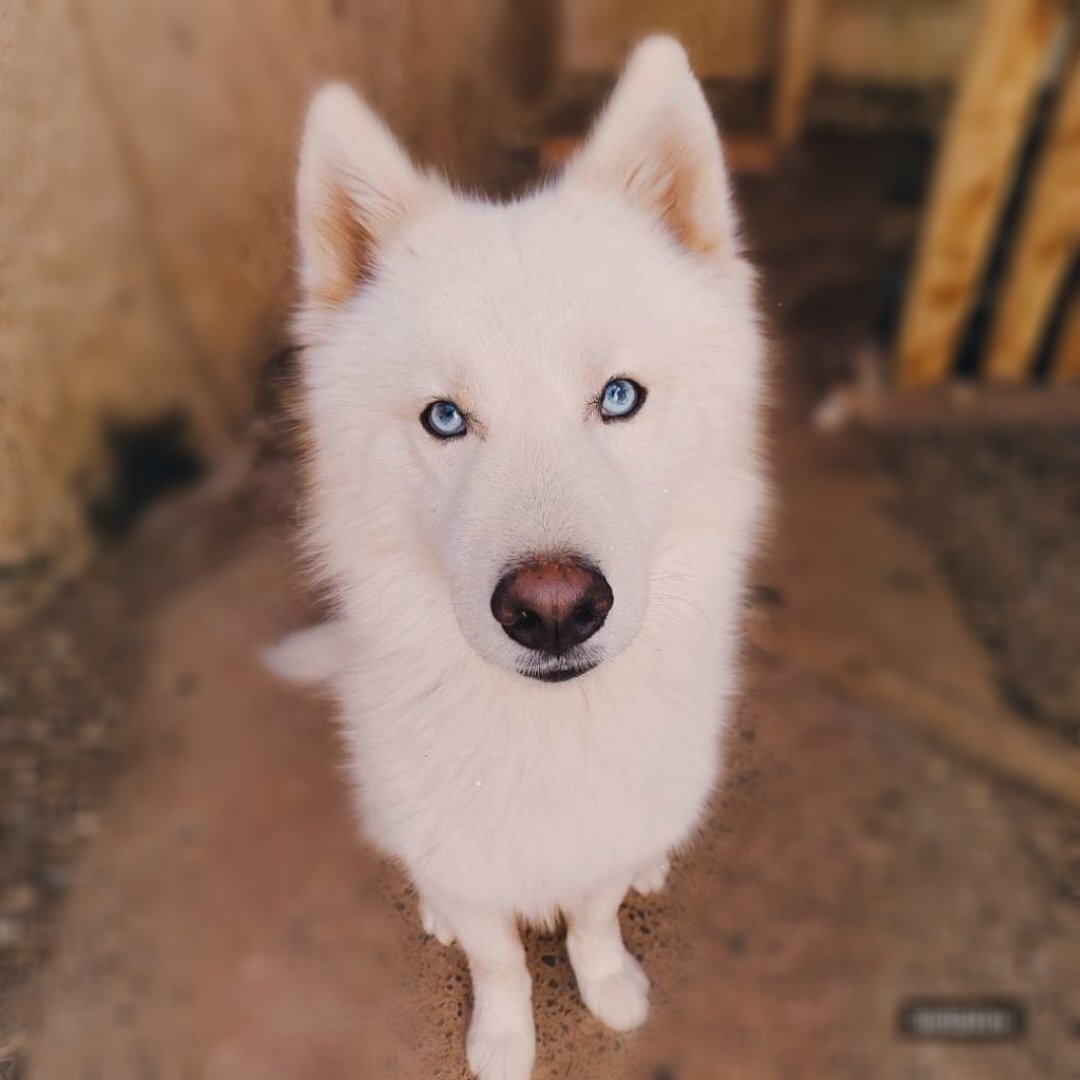 Husky siberiano  - Foto 2