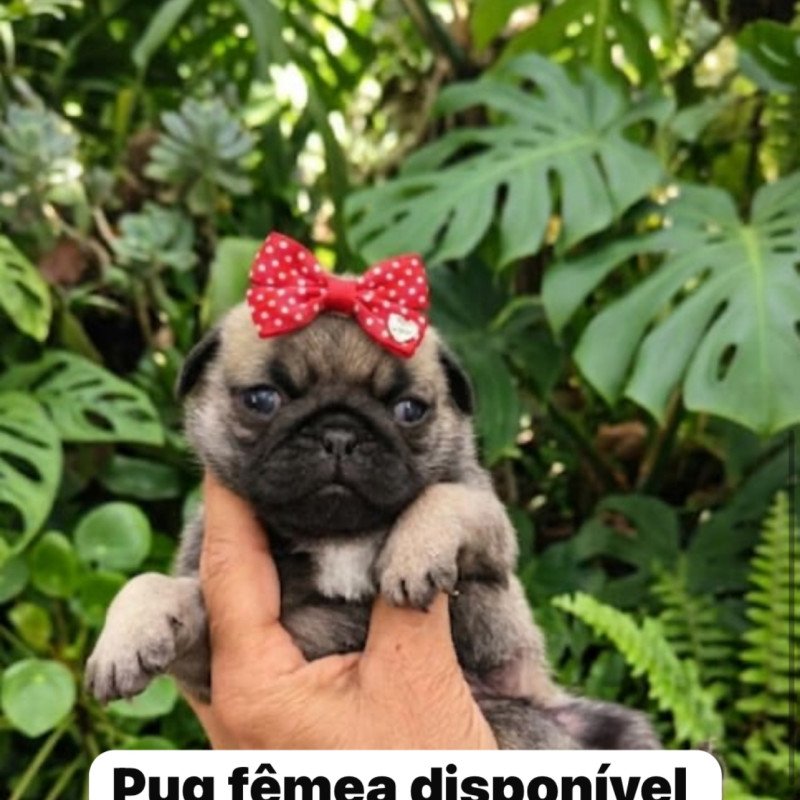 Pug fêmea - Foto 2