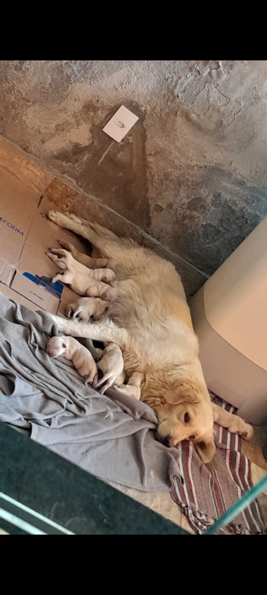 Golden Retriever - Foto 1