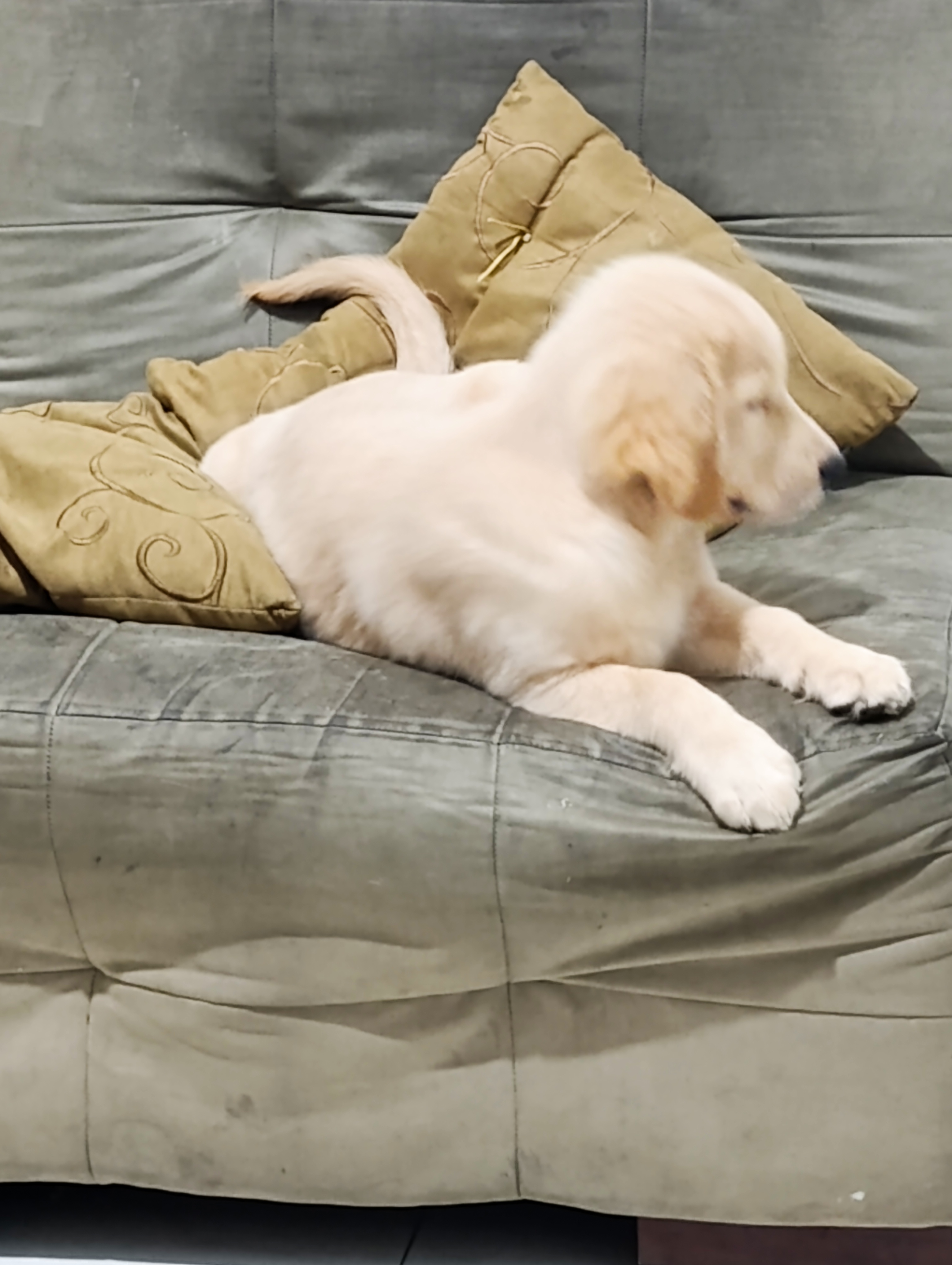 Golden Retriever - Foto 2