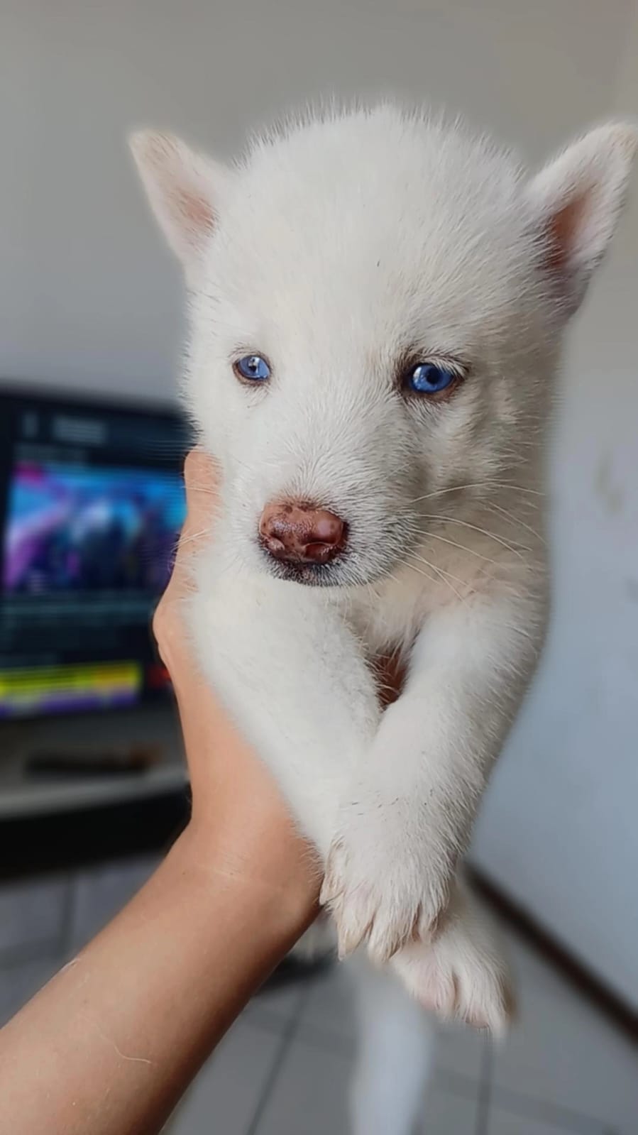 Husky Siberiano - Foto 1