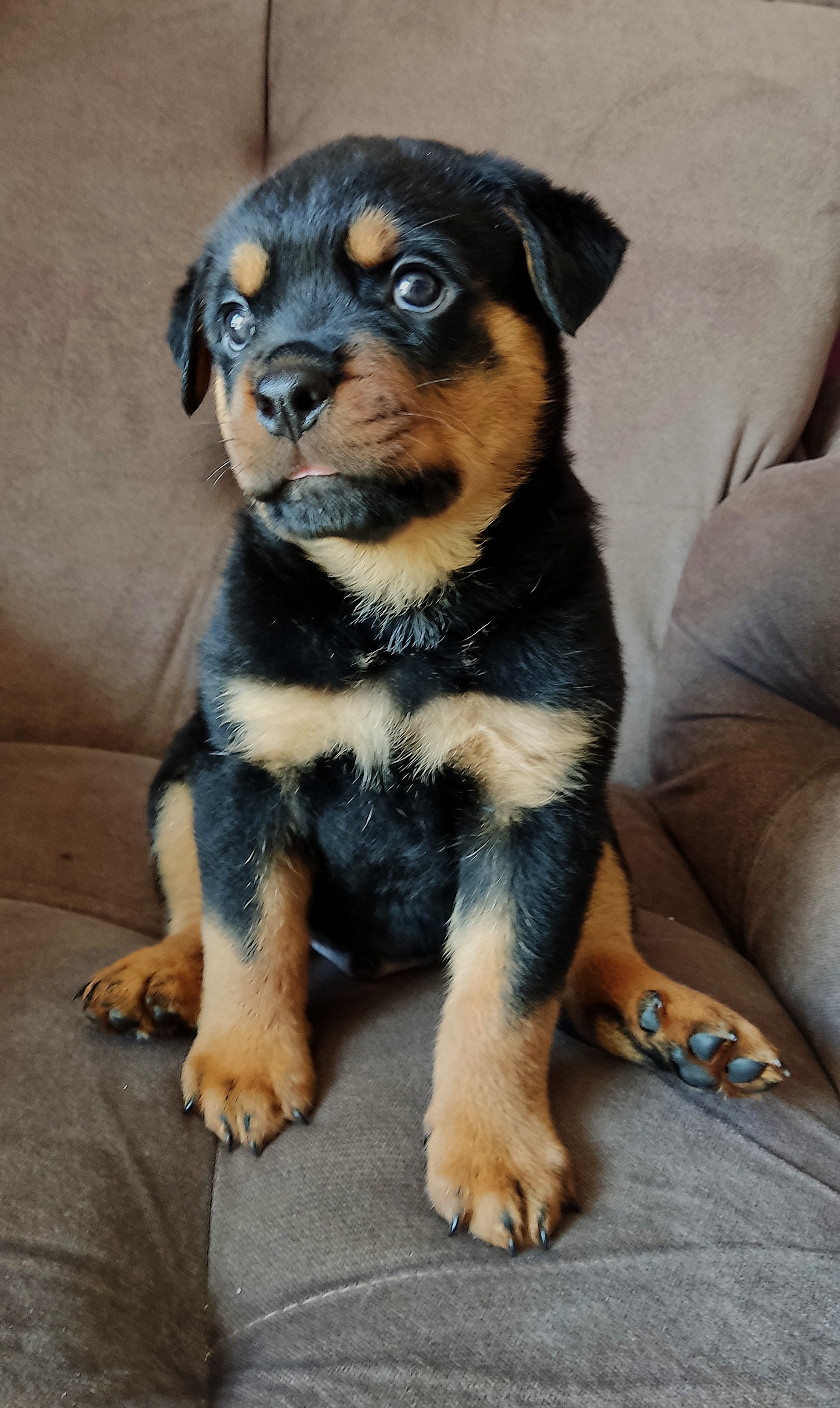 Rottweiler - Foto 1