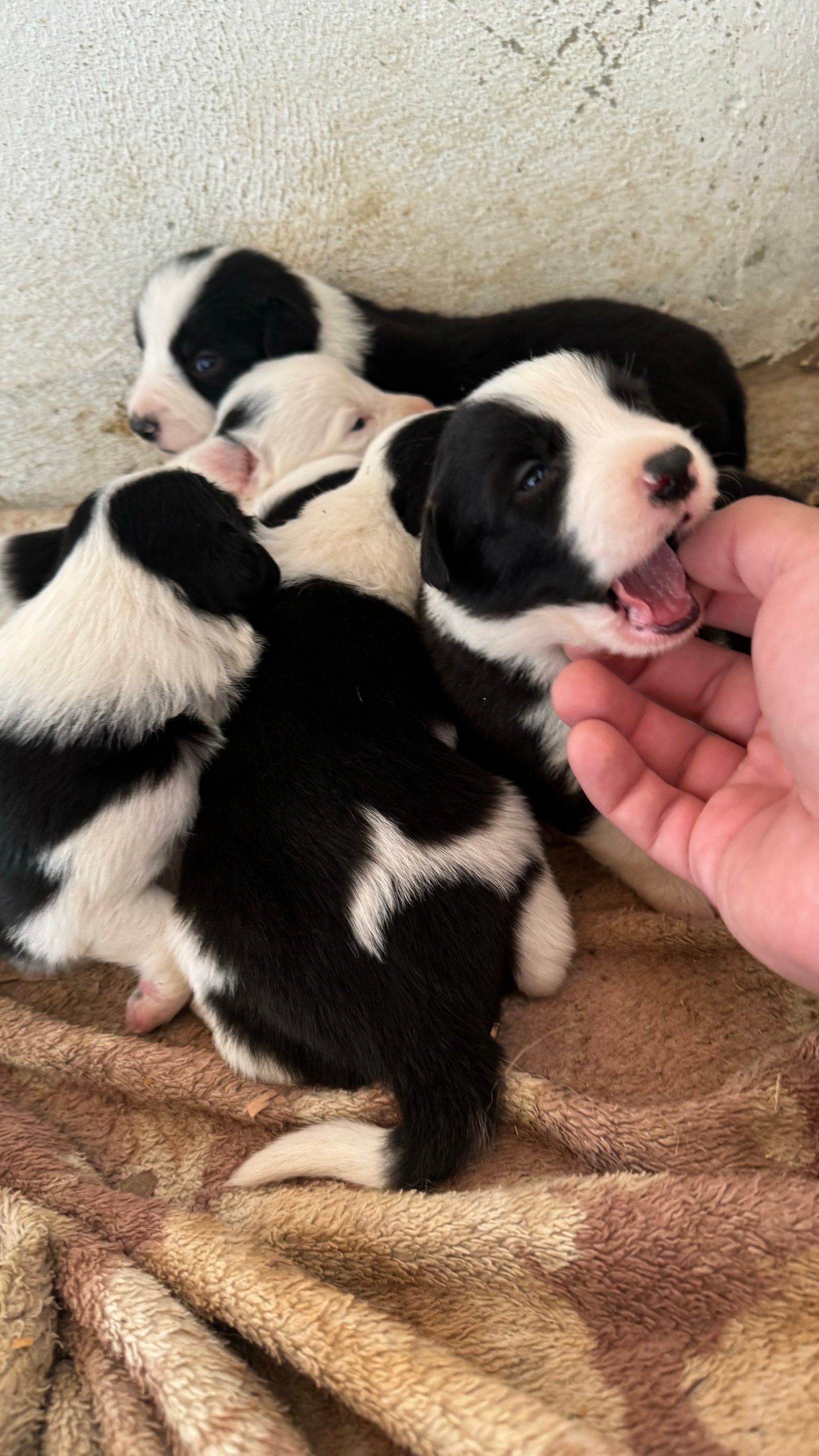 FILHOTES BORDER COLLIE COM PEDIGREE  - Foto 2