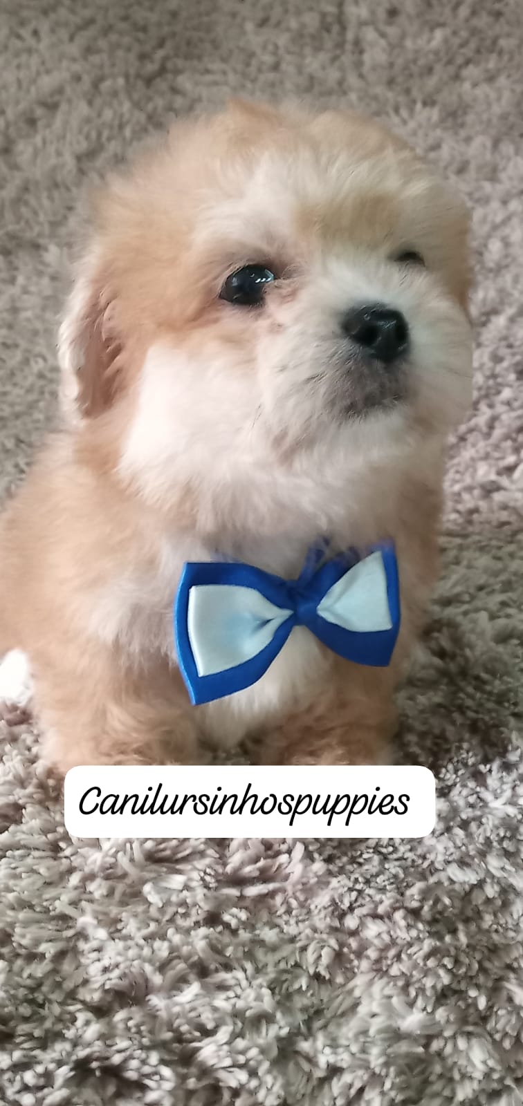 Lhasa Apso - Foto 2