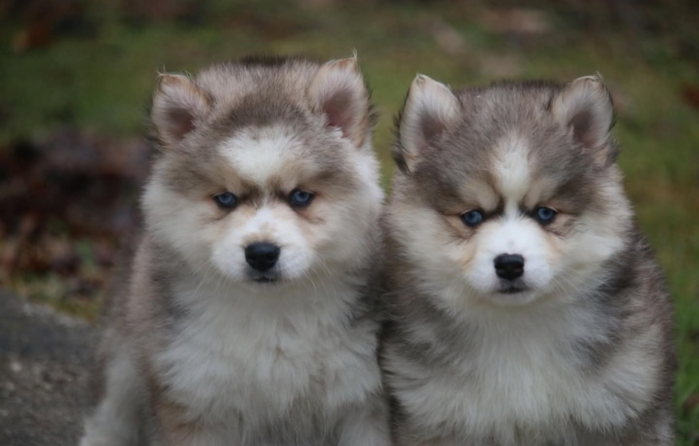 Pomsky  - Foto 1